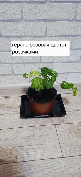 Разные виды комнатных цветов