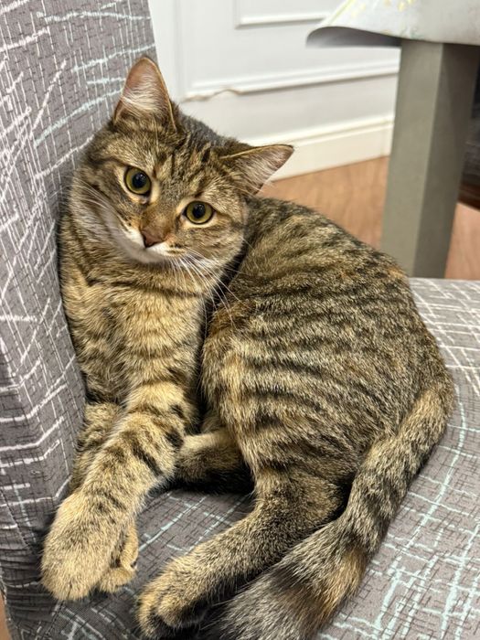 Отдам кошку в добрые руки. Есть лоток и кормушка