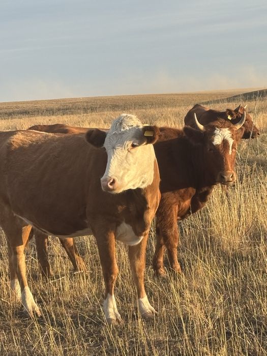 Қашарлар соғымға