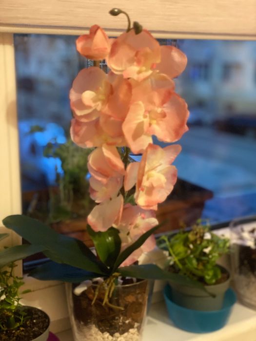 Орхидея латексна за вашия дом и офис