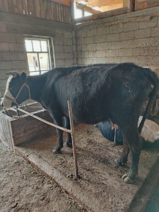 1 туган кунажын сауын