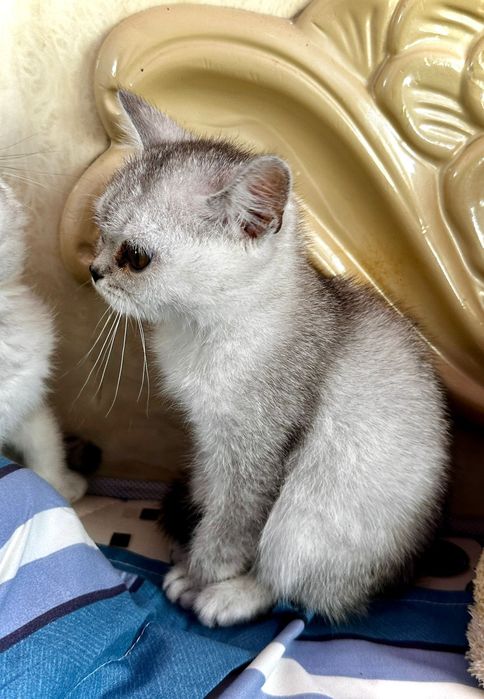 Продам котят Шотландской породы