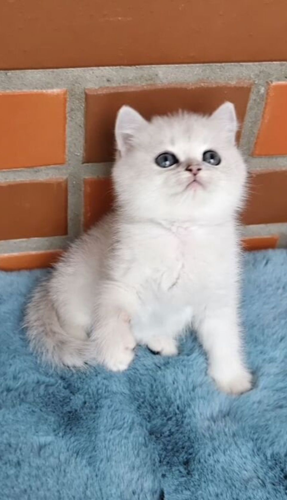 Кот на вязку шиншилла серебро, британец!