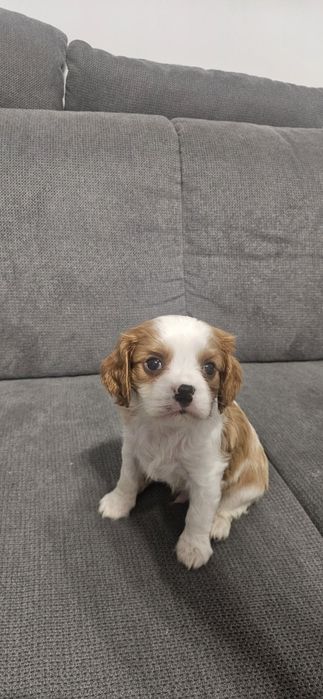 Кавалер Кинг Чарлз Шпаньол.