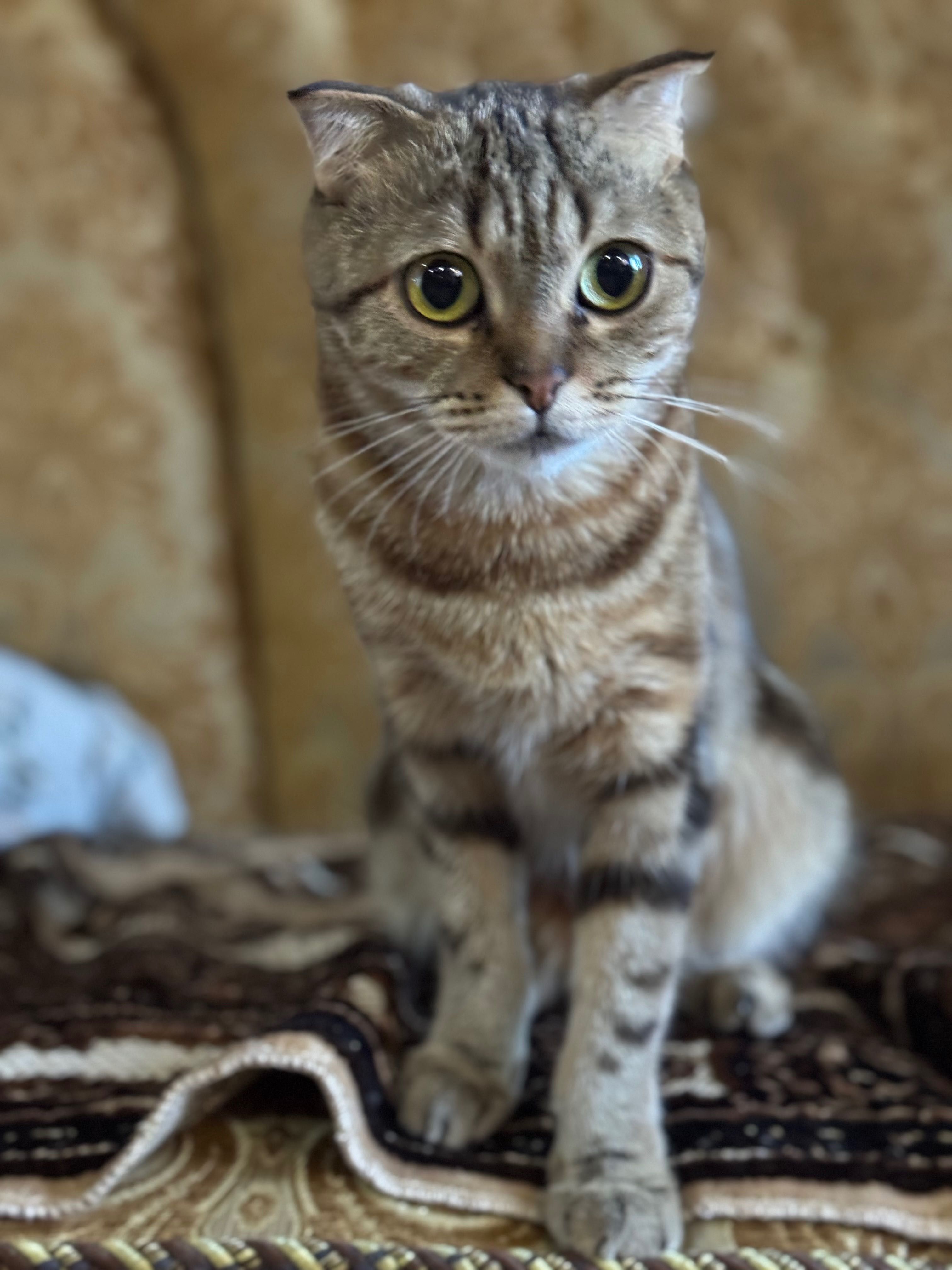 Отдам вислоухую шотландскую кошечку в хорошие руки