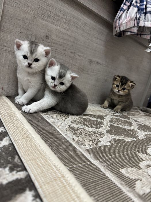 Продаются Котята