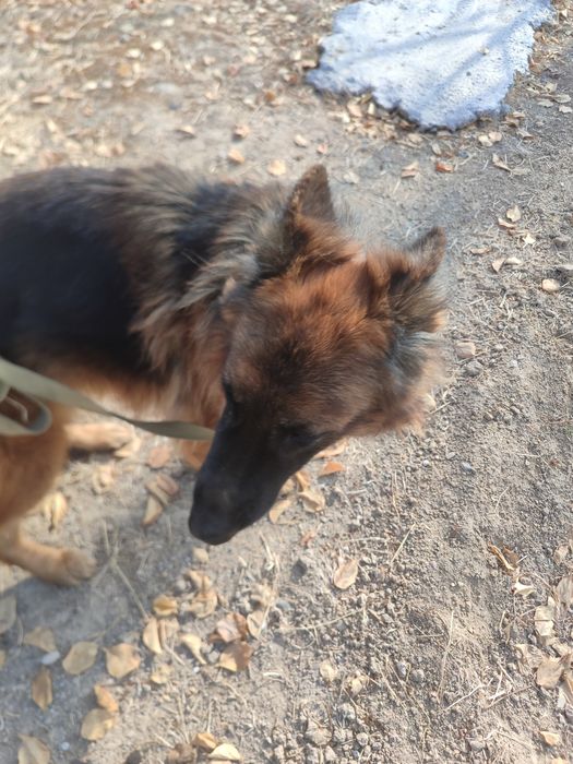 Сабака апчарка неметиски