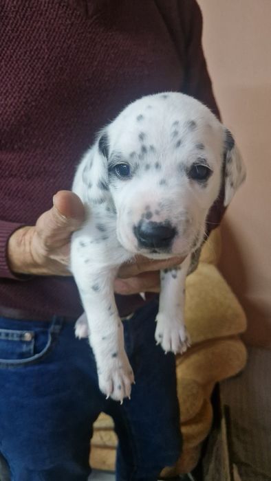 Продам щенков( мальчики и девочки) мама далматин,папа кокер спаниель