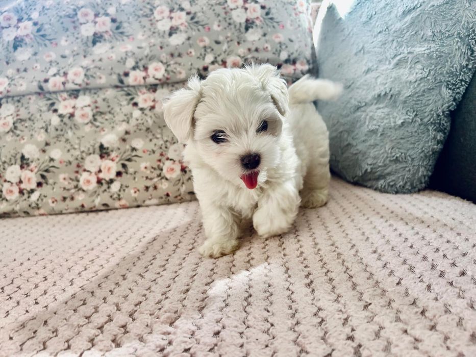 Bichon maltez talie mica