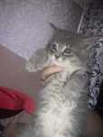 Отдам даром  котят