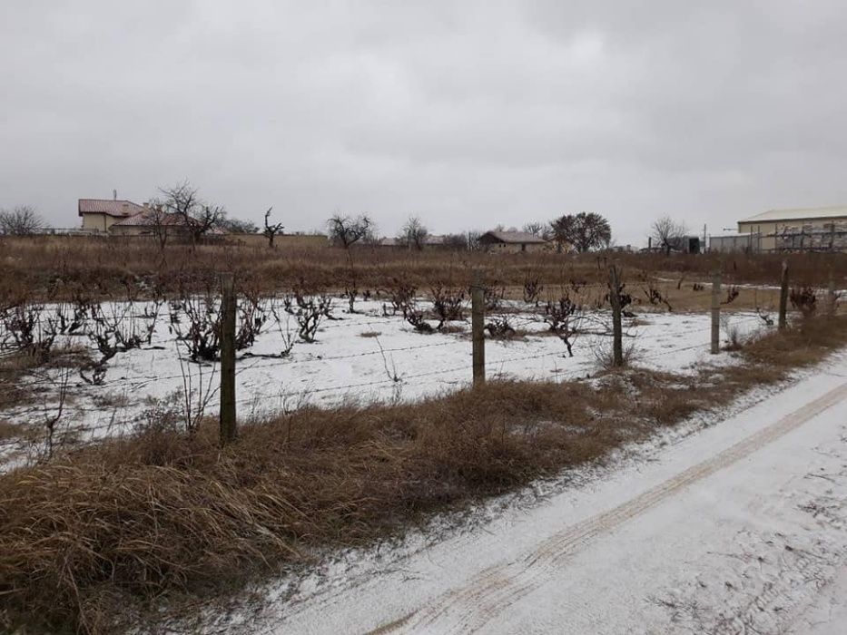 Продавам лозе в землището на с. Приселци, общ. Аврен, обл. Варна