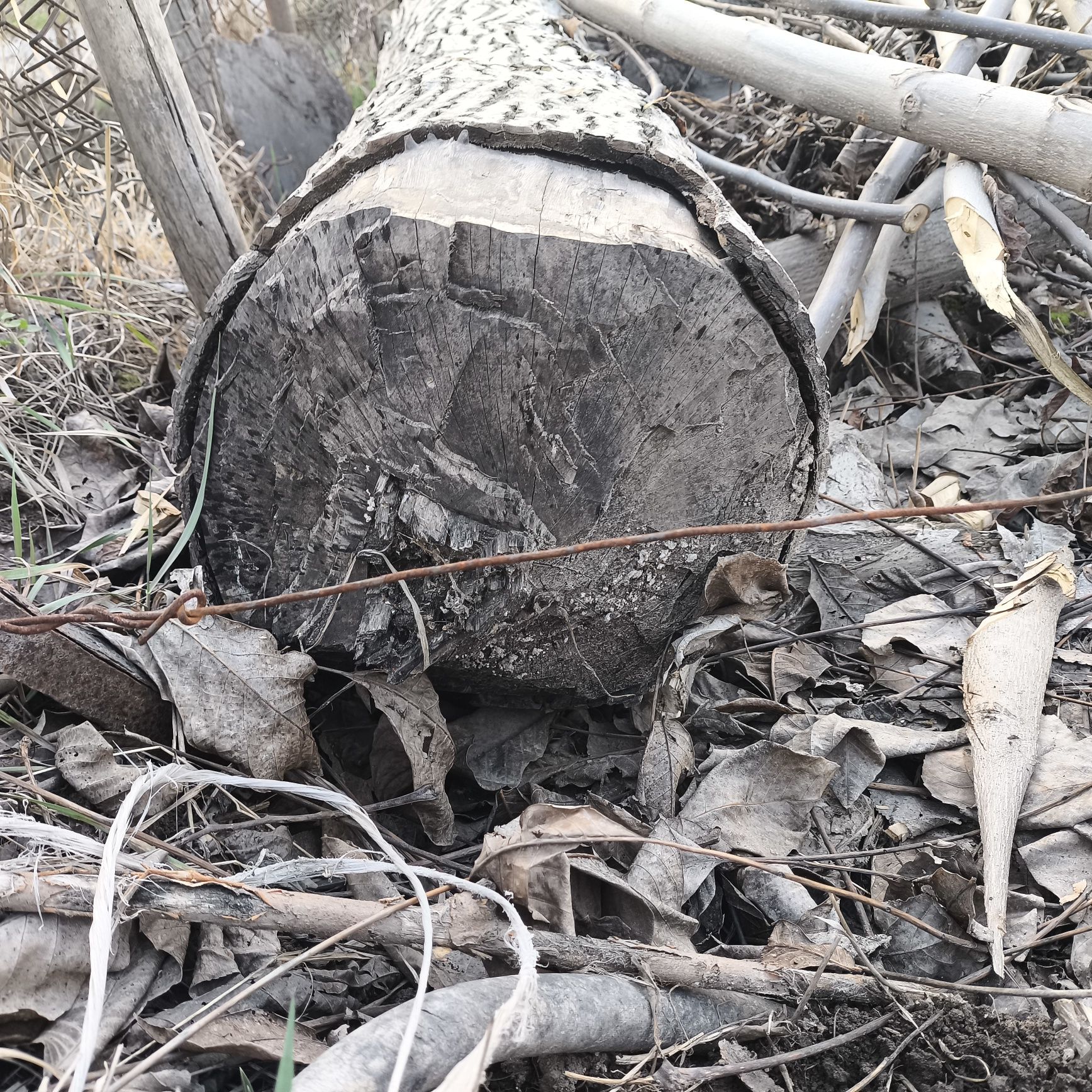 Yongoq daraxti орех