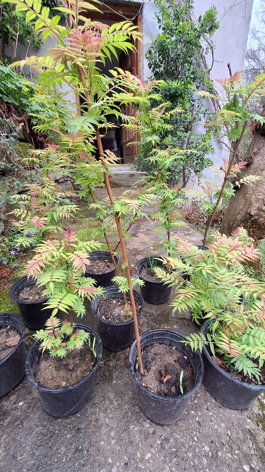 Продавам декоративен храст Сорбария (Sorbaria)