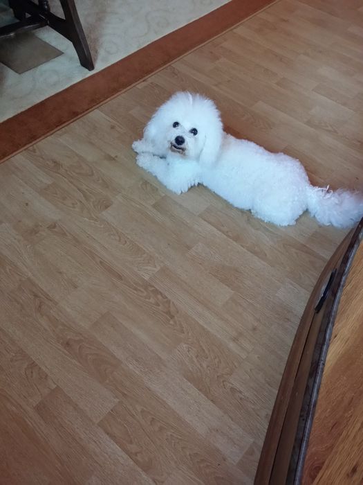 Toaletaj canin talie mica