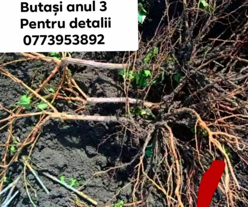 Vând butasi vita de vie anul 1, 2 si3