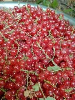 Қора ва қизил Россиядан келтирилган смородина ва йошта кўчатлари