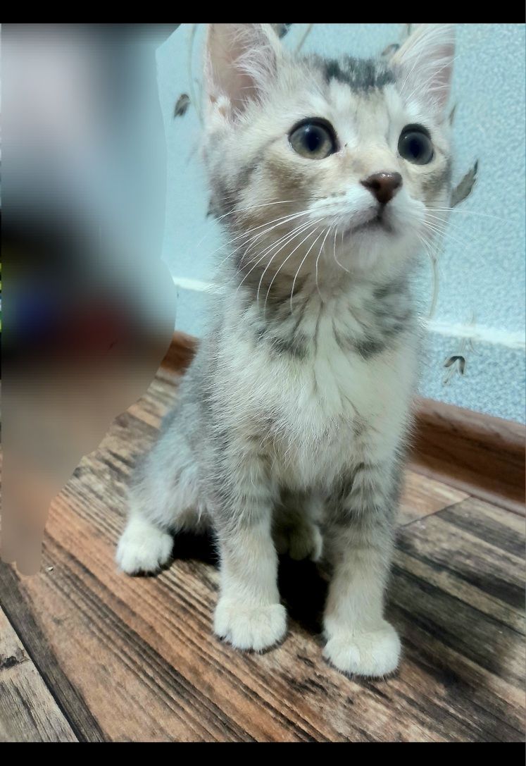 Serebry shinshilla 2,5 oylik