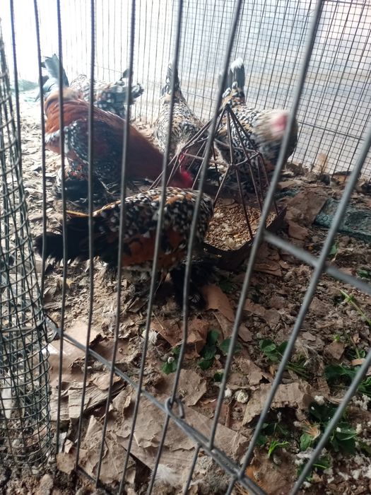 Gaini pitice mi de flori