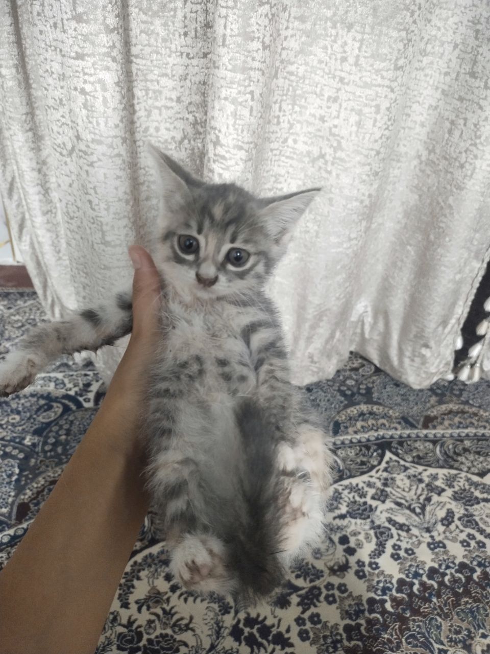 Котята котята котята