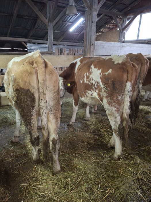 Vând 2 vaci tinere