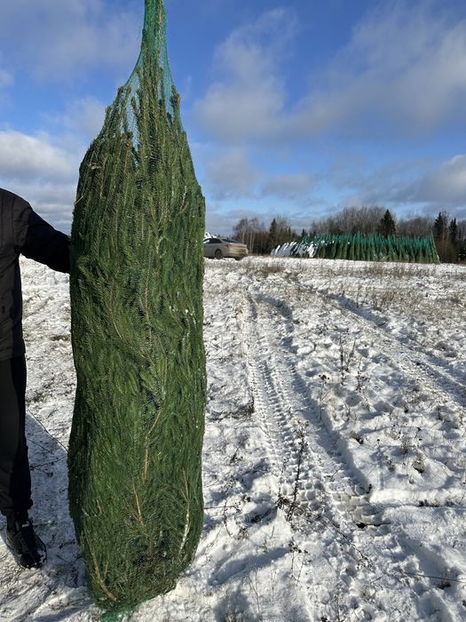 Елки Ель Сосна новогодняя