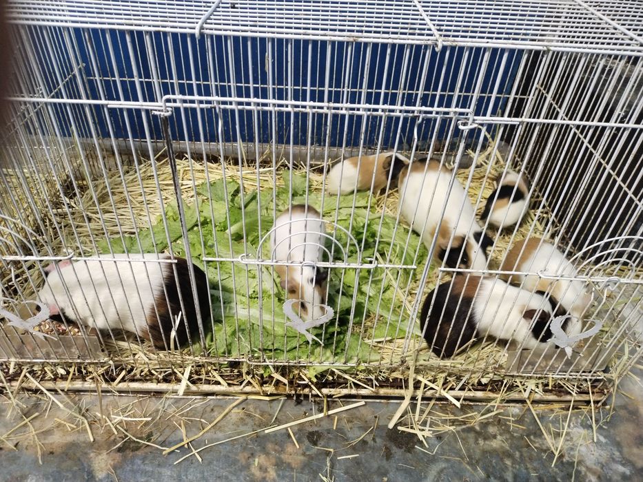 Морской свинкалар Соглом парвариш килинглар