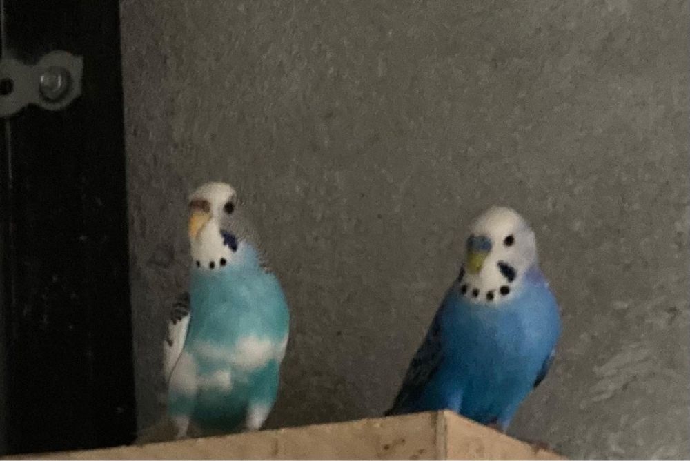 Pereche persui / papagl