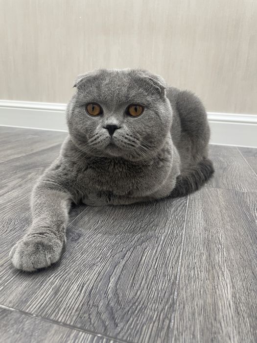 Кот на вязку (zot olish)