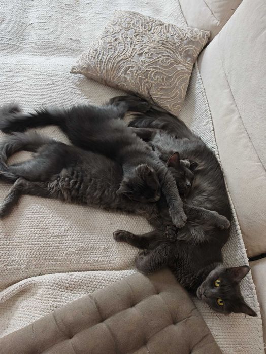 Pui nebelung (seamana cu albastru de rusia)