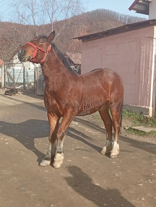 Cal de vânzare are 2 ani