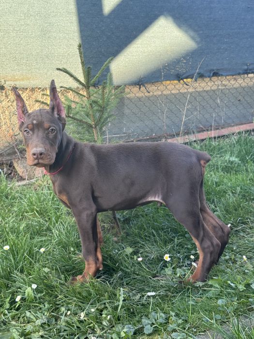 Cățeluș Doberman în vârstă de 3 luni cu pedigree