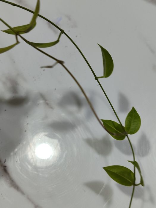 Хойя      Диниси