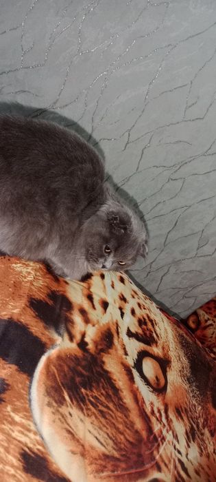 Продаётся котёнок Scottish Fold