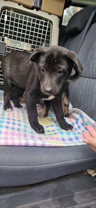 Căței adopție 2 luni