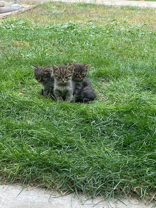Добрые котята в добрые руки