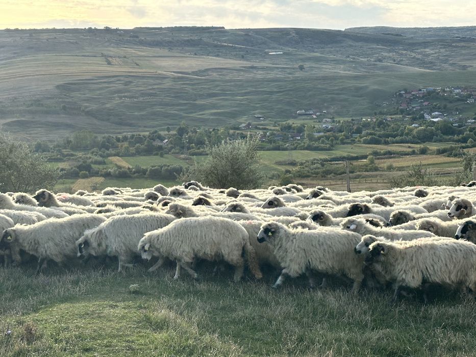 Vand 150 de oi din rasa turcana