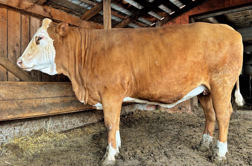 Vaci și juninci de vânzare