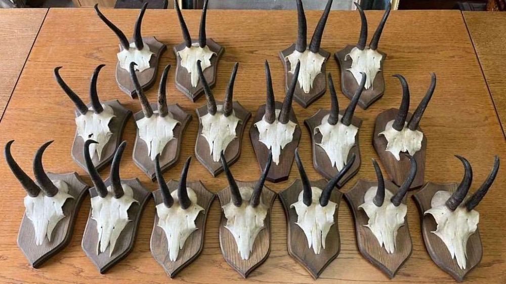 Трофеи от диви кози