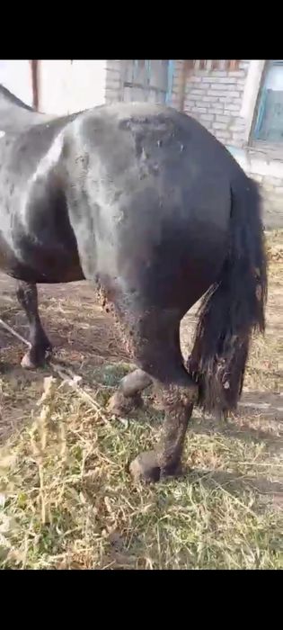 Продам жеребца с откорма