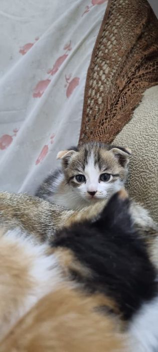 Котенок девочка, мама вислоухая