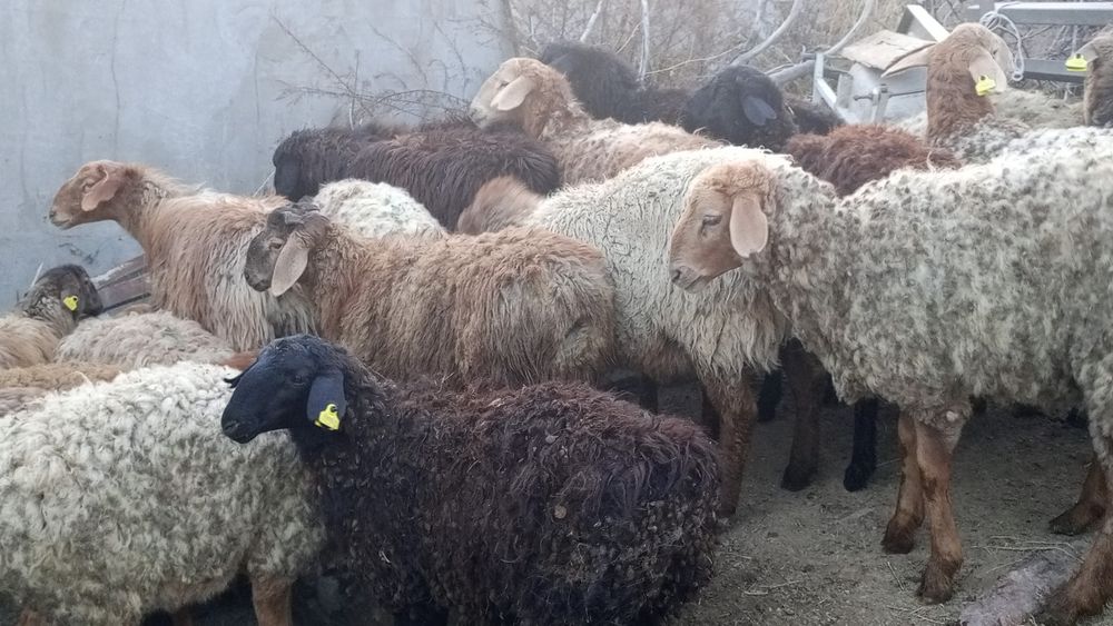 Семіз қой сатылады