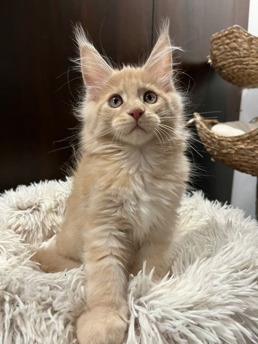 Baietel Maine Coon PEDIGREE Felisa