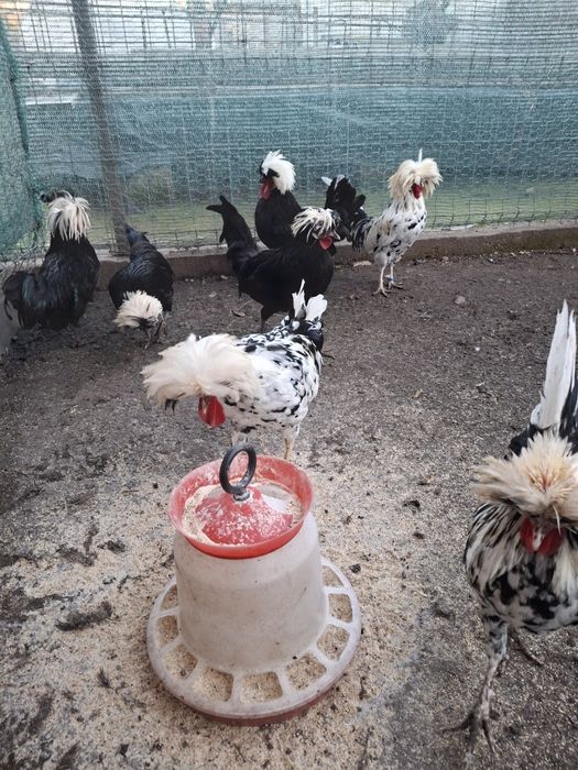 Moțate olandeze si italiană  argintie de vânzare..