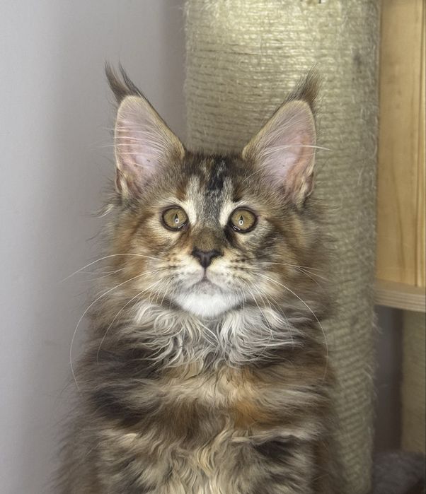 Maine Coon cu pedigree