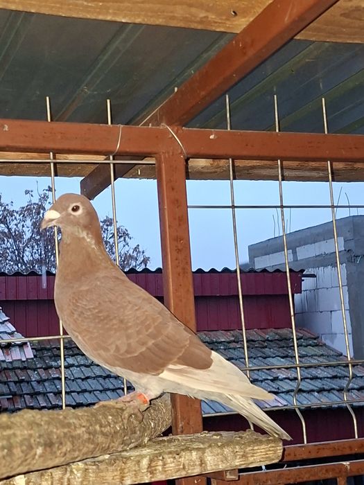 Porumbei roșii de București de vânzare