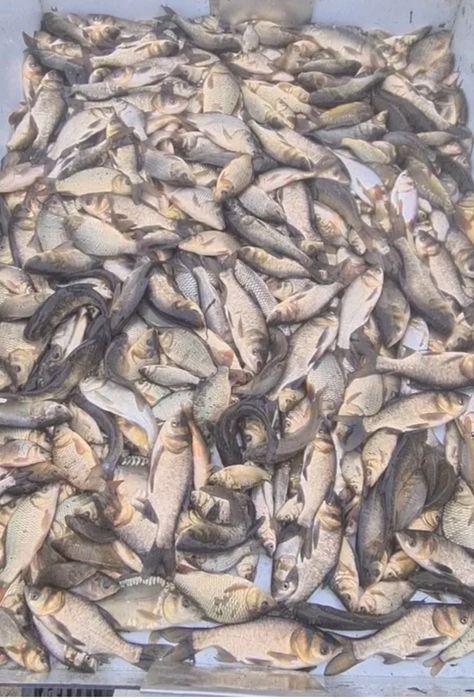 Puiet fitofag si novac vara 1