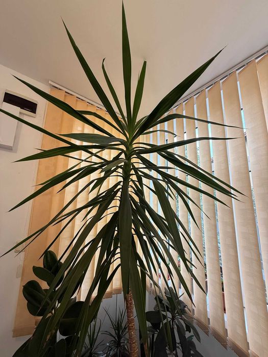 De vanzare Planta de interior - Yucca 2.5m (Iuca)