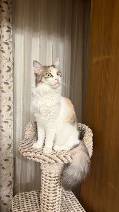 Кошка 1,5 года, стерилизованная, ласковая