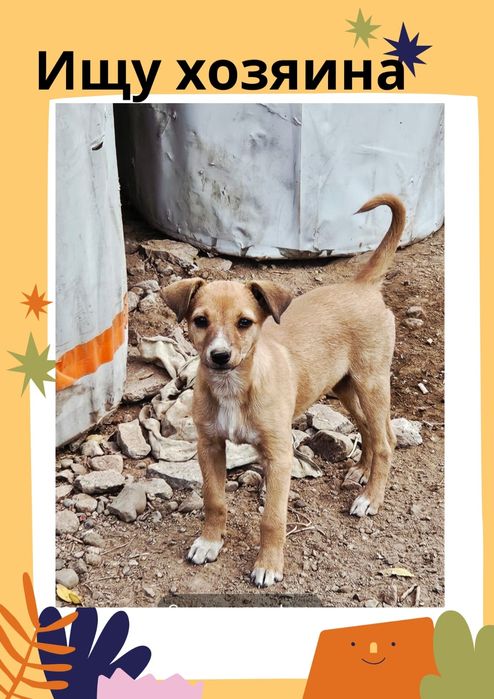 Бездомное чудо ищет хозяина! щенок прим 3мес