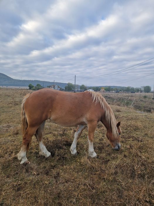 Cai de vânzare în Ineu